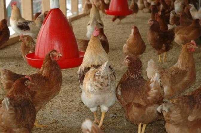 Из Краснодарского края и Ростовской области запретили экспортировать мясо птицы