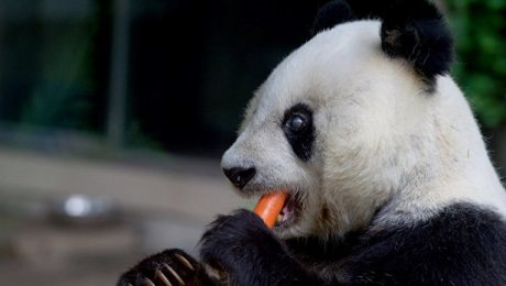 Бешеная панда растерзала домашнюю козу — Китайцы в шоке