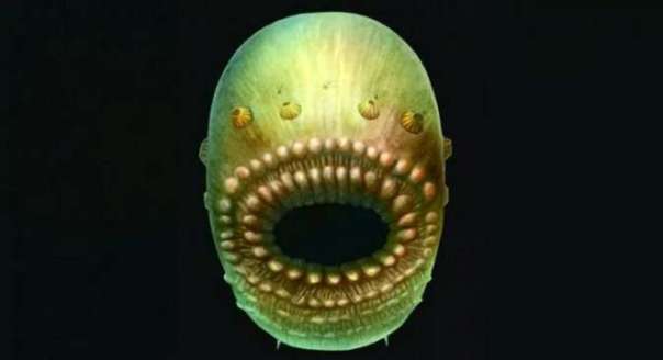 Ученые обнаружили древнего предка человека, который похож на «зубастый мешок»