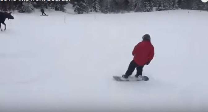 На горнолыжном курорте в США дикий лось гонялся за сноубордистами