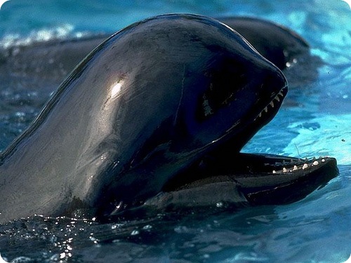 Не менее 400 дельфинов выбросились на берег новейшей Зеландии