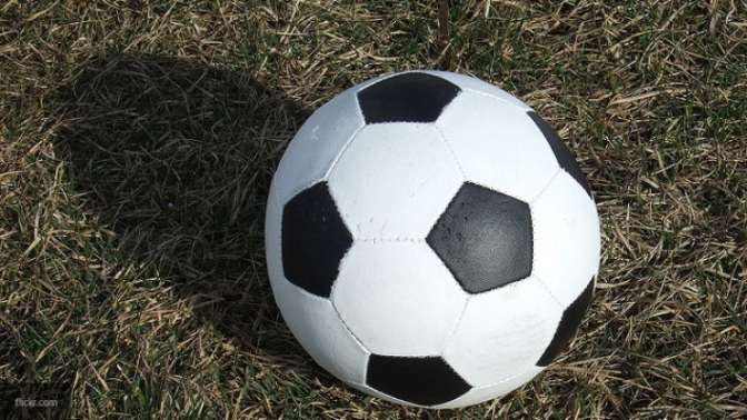 Ученые: Шмели научились играть в футбол друг с другом