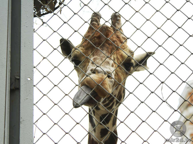 В петербургском зоопарке погибла 35-летняя жирафиха