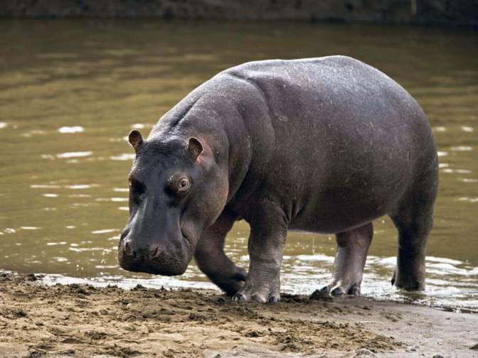 В зоопарке Сальвадора бегемота забили до смерти