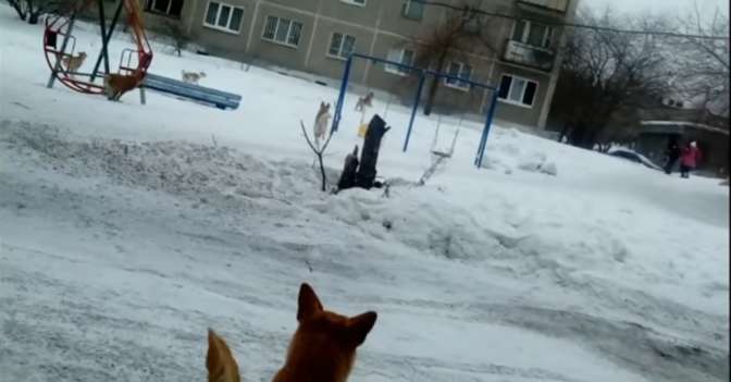 Новый случай нападения бездомных собак на людей в Свердловской области