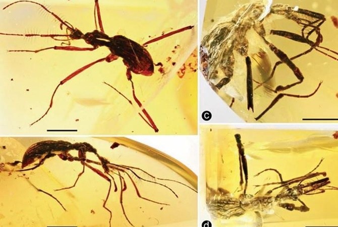 Ученые отыскали янтарь с жуком-хищником возрастом 100 млн лет