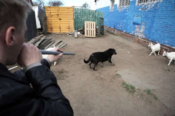 В мэрии Махачкалы сообщили о непричастности к отстрелу бездомных собак в городе