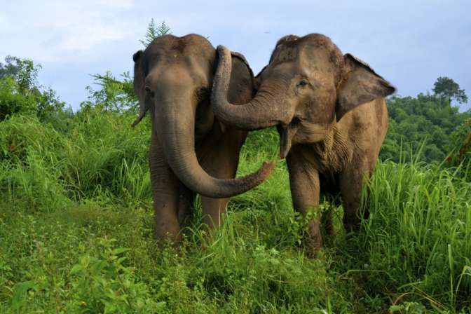 Слоны спят всего два часа в сутки — Биологи
