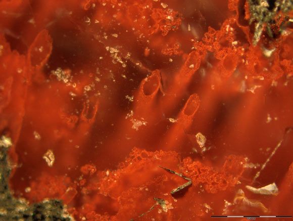 Ученые нашли в Канаде наиболее древние окаменелости, которые могут быть доказательством внеземной жизни