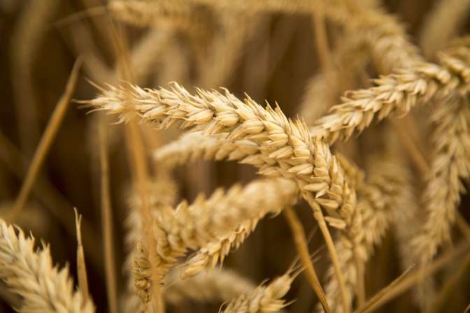 Минэкономики Турции опровергает сообщения о запрете импорта зерна из Российской Федерации