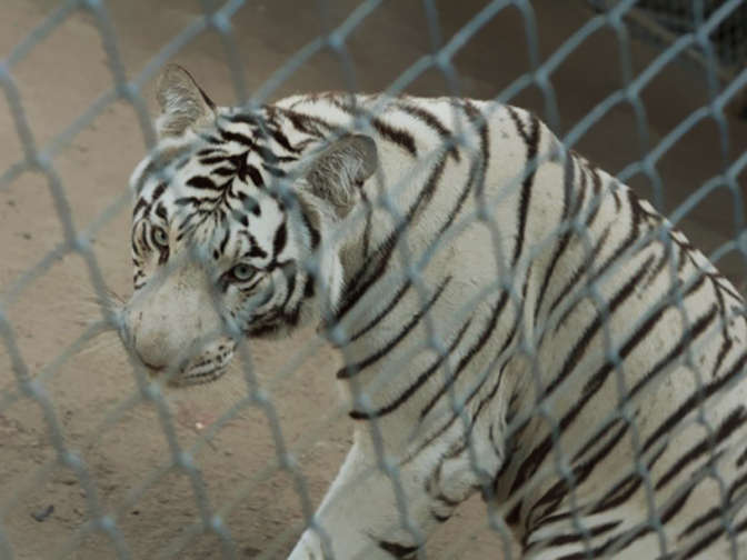 Цирковые белые тигры оказались брошенными на трассе в Оренбургской области