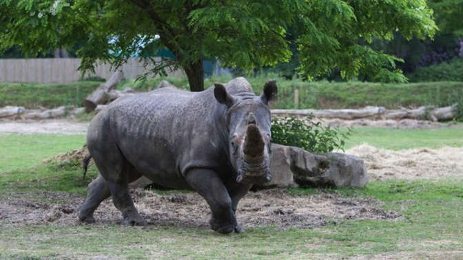 Во французском зоопарке неизвестные убили белого носорога ради рога