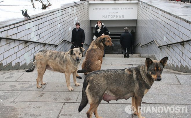 В Магадане стая бродячих собак растерзала небольшую девочку