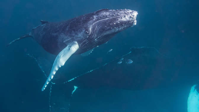 Ученые показали Антарктику глазами кита
