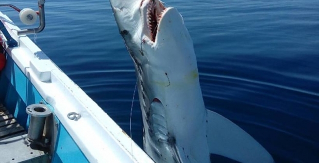 Греческие рыболовы выловили в Эгейском море 7-метровую акулу