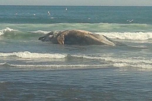 На берегу Охотского моря Камчатки отыскали туши 2-х китов