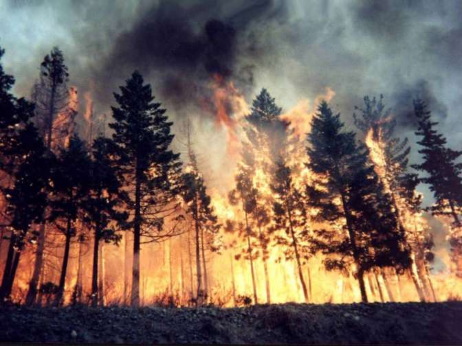 Руководство выделило 116 млн руб. регионам, пострадавшим от лесных пожаров