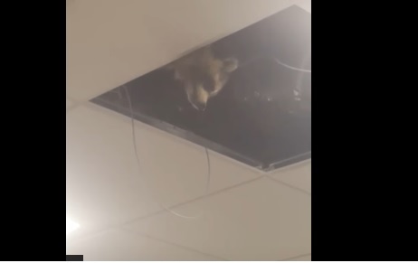 В потолке канадского аэропорта Торонто завелся енот