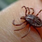 В Коми начался сезон активности клещей