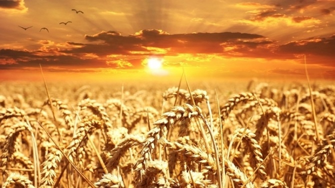Мадуро: Венесуэла будет импортировать 60 тысяч тонн русской пшеницы в месяц
