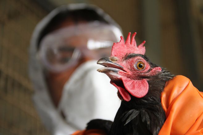 В Челны привезли многотонную партию продукции с птичьим гриппом