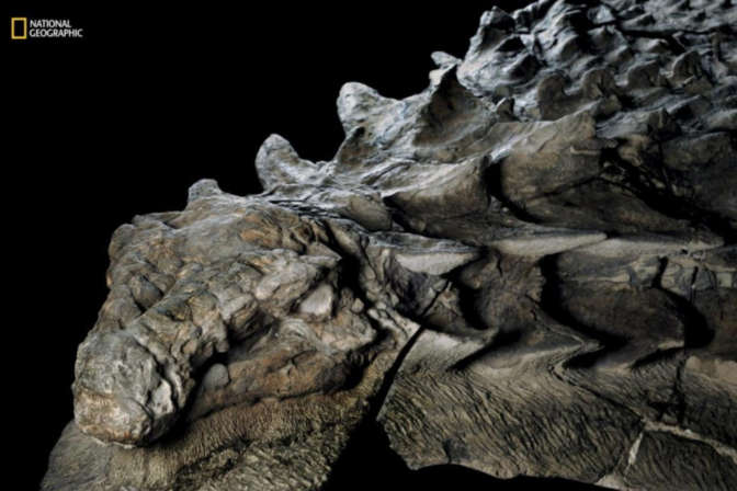 В Канаде показали мумию погибшего 110 млн лет назад динозавра