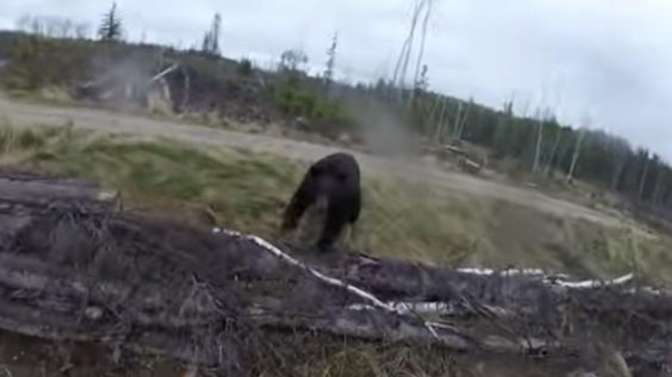 Канадский лучник чудом пережил встречу с медведем на охоте