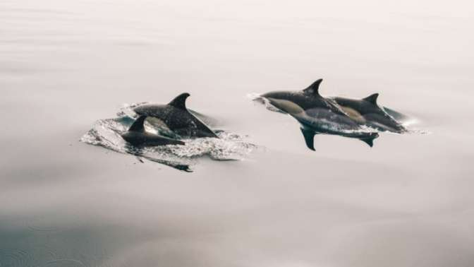 Десятки мертвых дельфинов выбросило на берег в Одессе