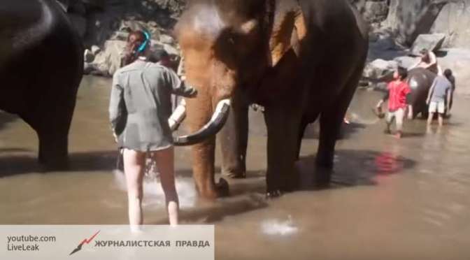 Разъяренный слон расправился с машинами на фестивале в Индии