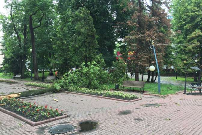 В Брянске ураганный ветер повалил деревья