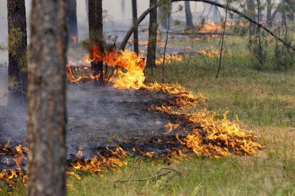 Площадь природных пожаров в Иркутской области превысила 30 000 га