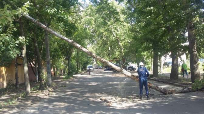 В Воронеже в среду деревья упали на электрические кабеля и машину
