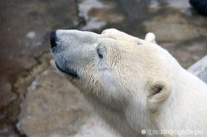 Охотников, убивших на острове Вилькицкого белых медведей, будут искать правоохранители