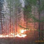 Ямал продолжает полыхать. Площади лесных пожаров преодолели отметку в 50 тыс. гектаров