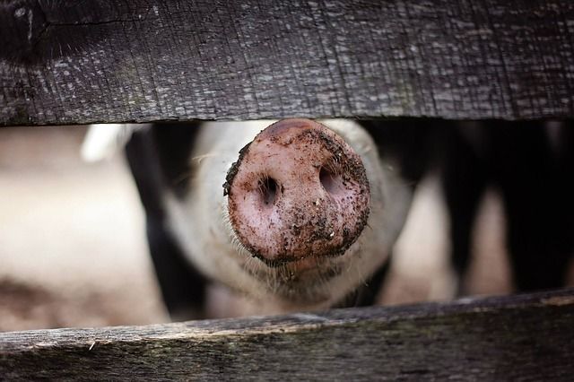 В Омской области из-за вируса АЧС уничтожено не менее 9,3 тыс свиней
