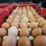 В Дании обнаружили 20 тонн зараженных яиц из Нидерландов