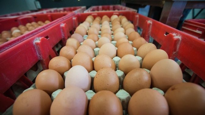 В Дании обнаружили 20 тонн зараженных яиц из Нидерландов