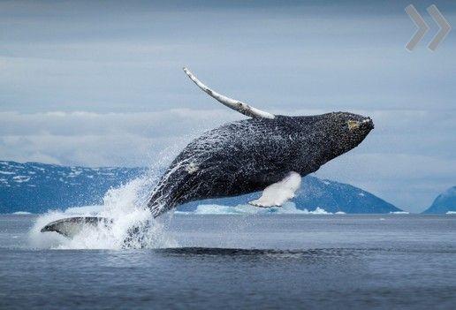 В Хабаровском крае в устье реки застрял 13-метровый кит