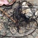 Жительница Тайвани нашла и записала на видео «инопланетное» существо