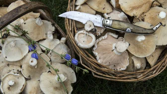 В Польше женщина случайно перерезала себе горло во время сбора грибов