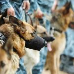 Петербургский метрополитен наймет кинологов с собаками за 700 000 руб.