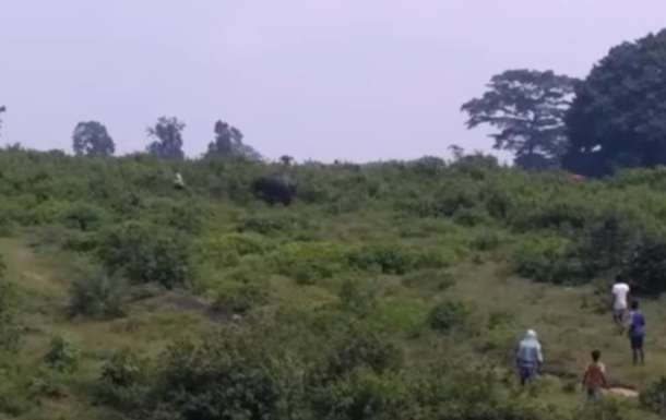 В Индии слон безжалостно убил «любителя селфи»