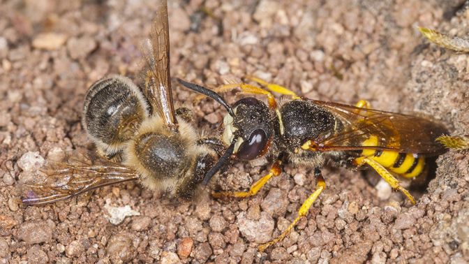 В Сеть выложили видеоролик смертельной битвы осы и пчелы