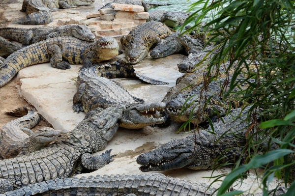 78 крокодилов устроили побег из китайского зоопарка