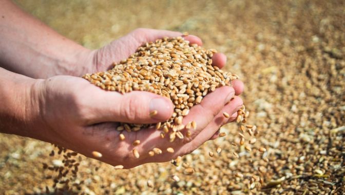 Не менее 135 млн. тонн зерна собрали на территории РФ