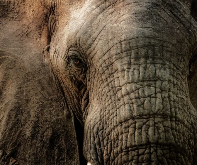 В Таиланде слониху обвинили в убийстве фермера и попытке «замести следы»