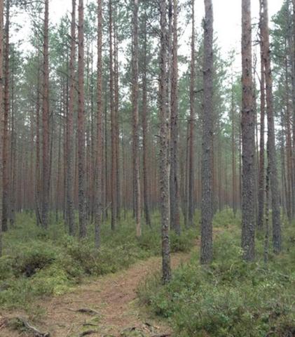 Польшу накажут за вырубку Беловежской пущи