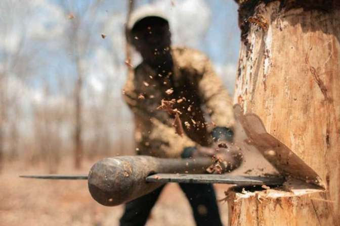 На севере Омской области покончили с «черными лесорубами»