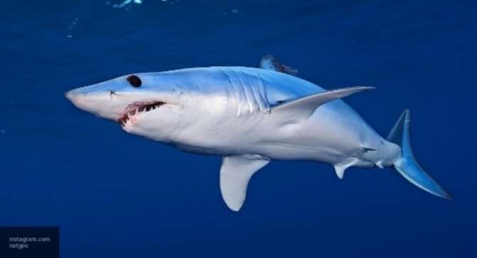 Акула убила американскую туристку у берегов острова Кокос в Тихом океане