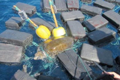 Таможенники США спасли черепаху из кокаиновых «сетей»